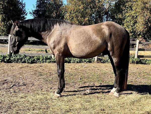 grulla-irish-draught-horse