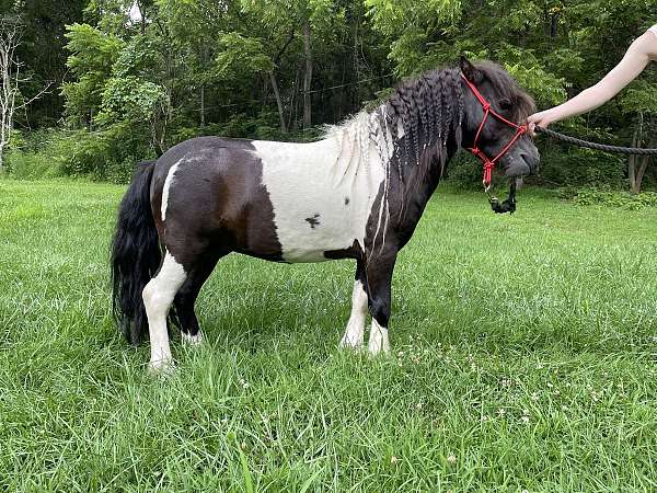 tobiano-miniature-stallion