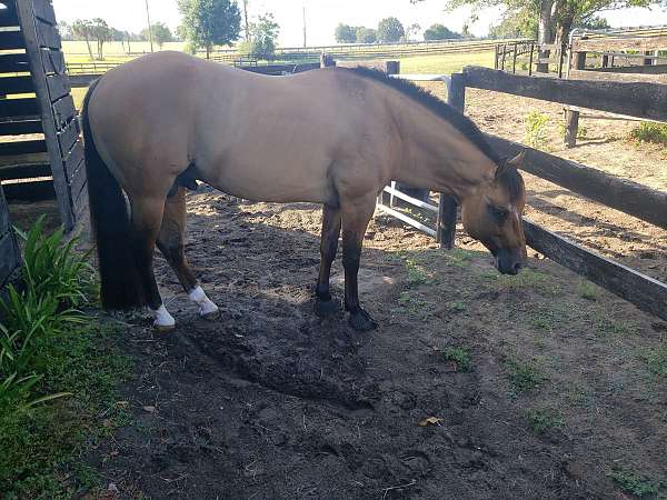 dun-w-blk-points-hind-socks-horse