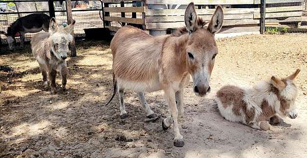 donkey-miniature-donkey-for-sale