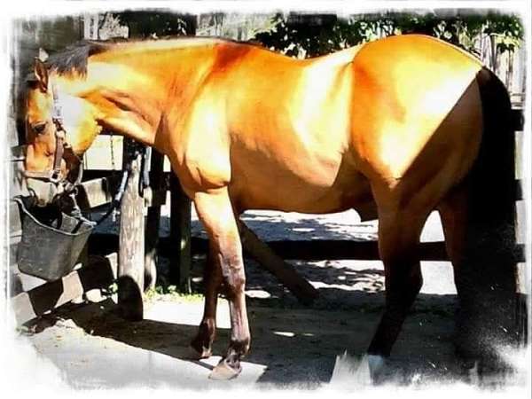 dunskin-stripe-horse