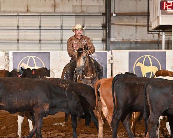 buckskin-aqha-fqhr-abra-stallion