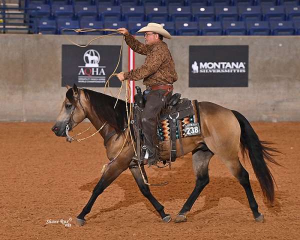 show-winner-horse