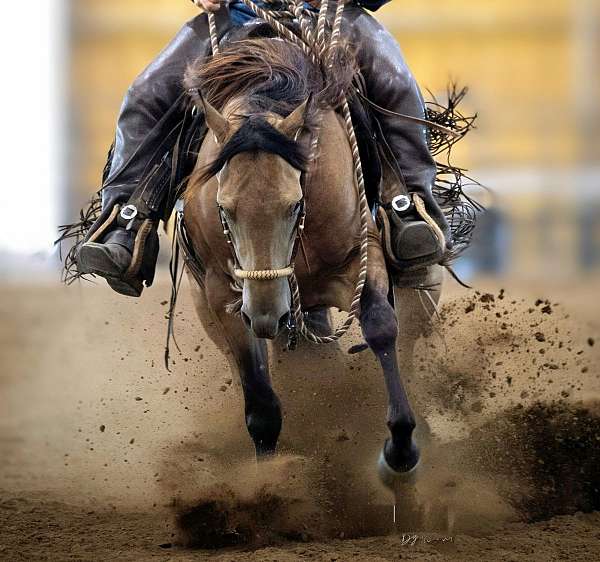 buckskin-aqha-fqhr-abra-horse