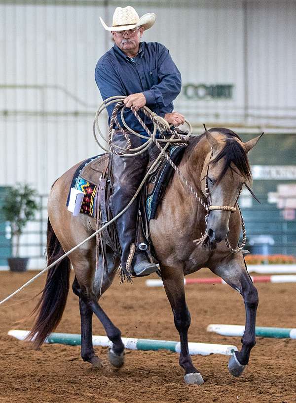 aqha-fqhr-abra-stallion