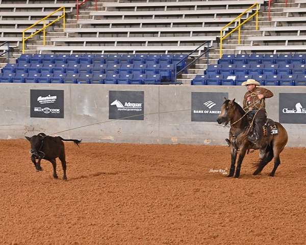 aqha-fqhr-abra-quarter-horse-stallion