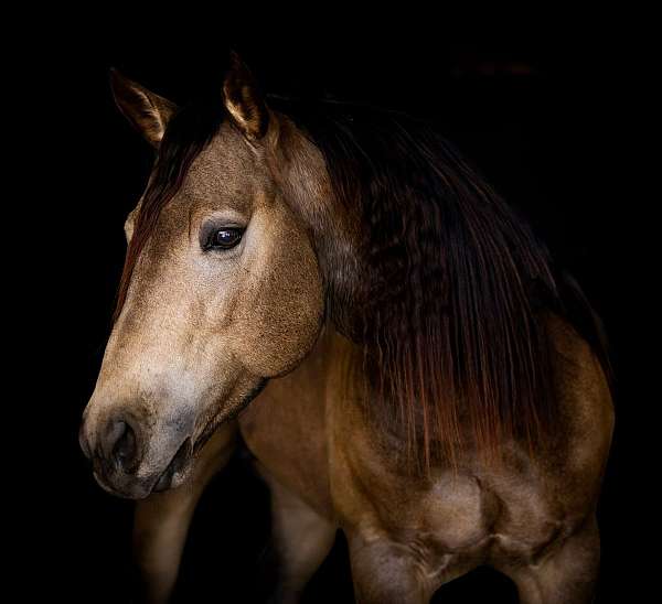 aqha-fqhr-abra-quarter-horse