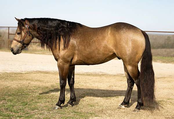 aqha-fqhr-abra-horse