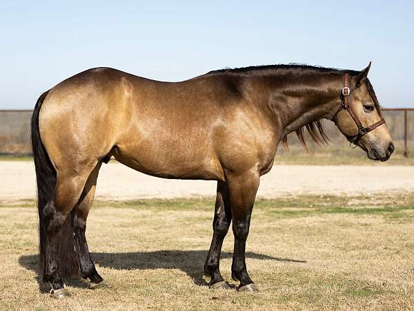 all-around-quarter-horse