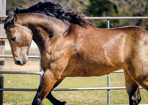 calf-roping-quarter-horse