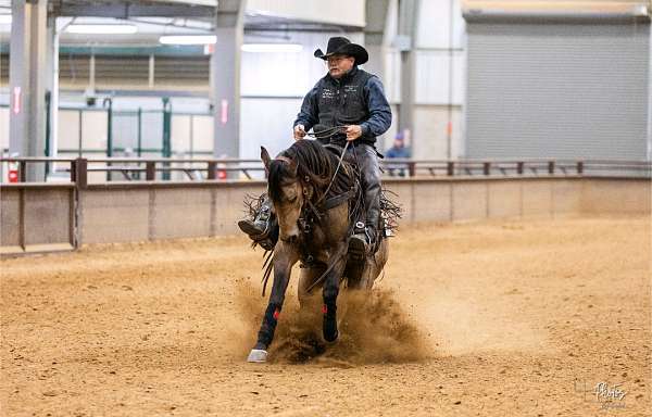 cutting-quarter-horse