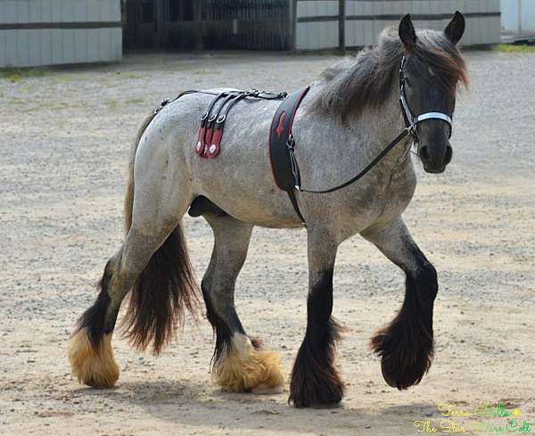 blue-roan-small-star-horse
