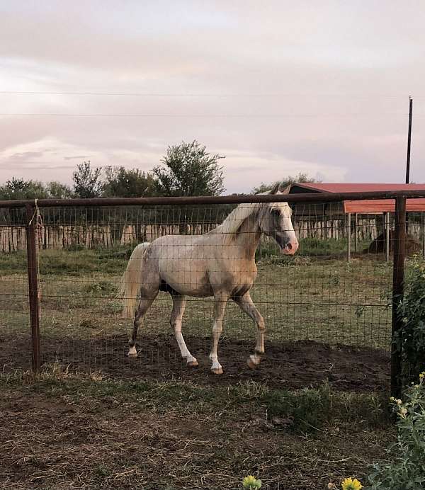 sabino-appaloosa-horse