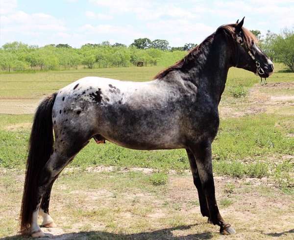 double-registered-gaited-tennessee-walking-horse
