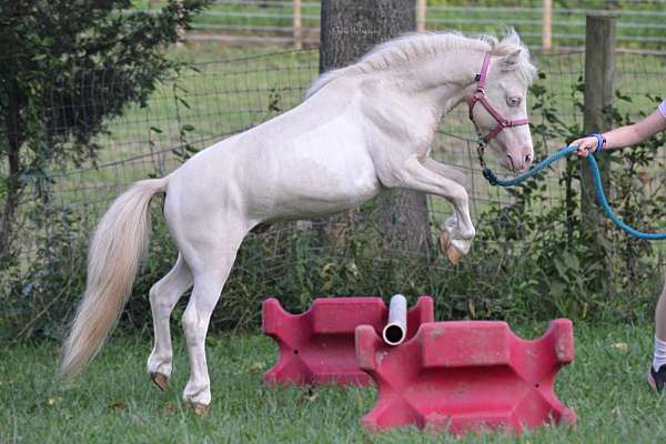 smoky-cream-horse