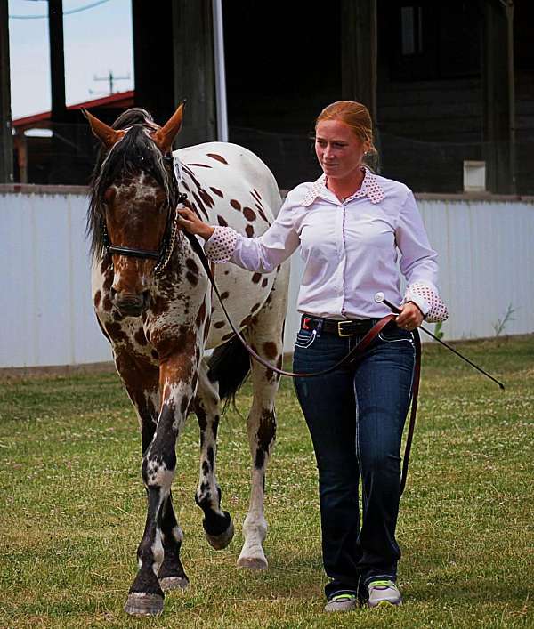 jas-rockin-robin-stallion