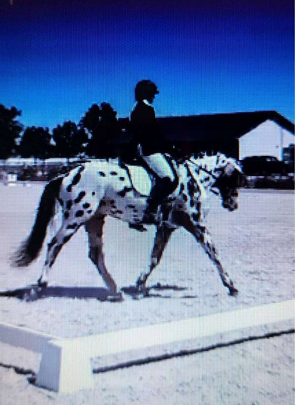 leopard-horse