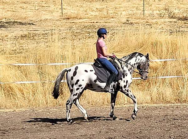appaloosa-sport-horse-stallion