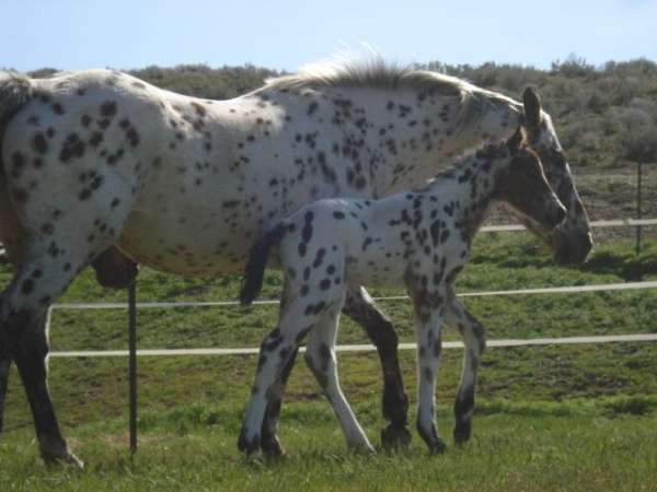 appaloosa-stallion-horse