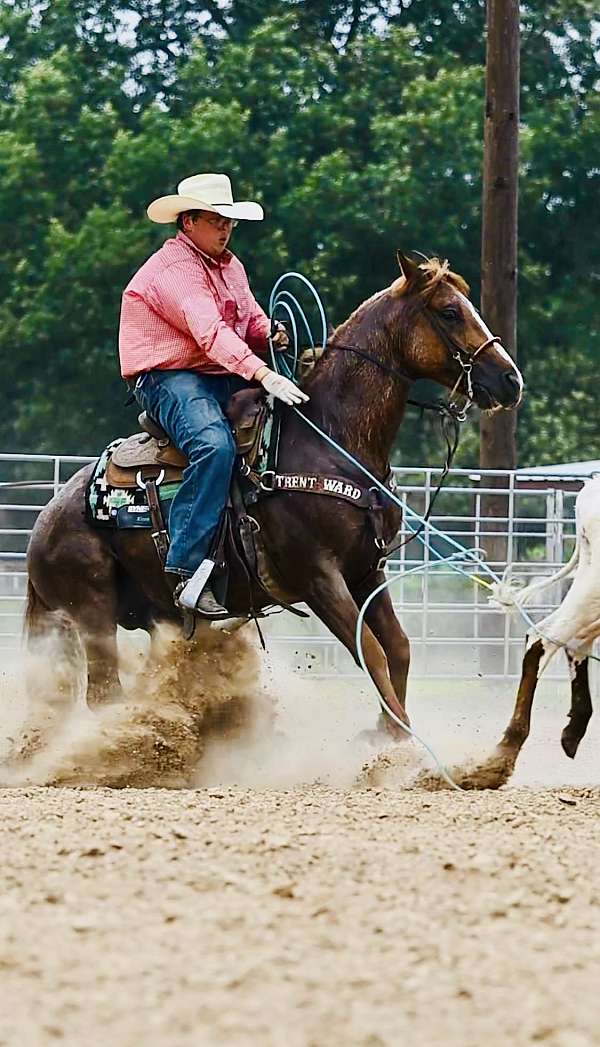 dual-rey-quarter-horse