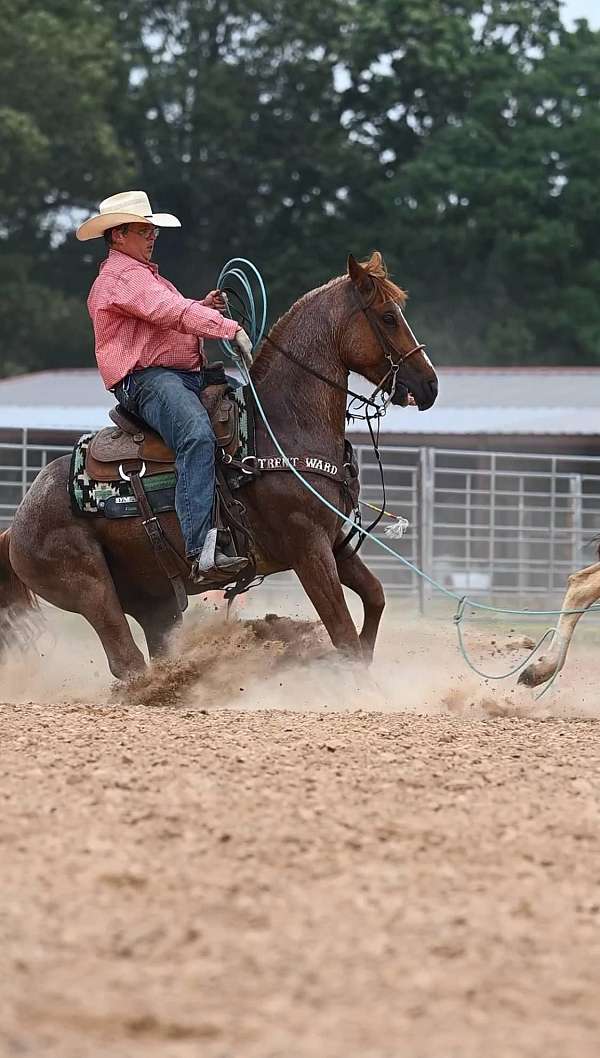 dual-smart-rey-quarter-horse