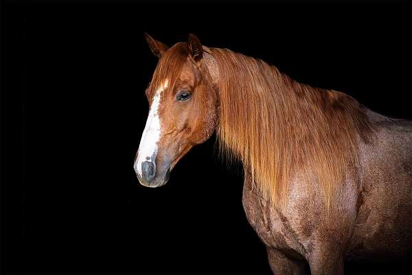 ginger-pepto-quarter-horse