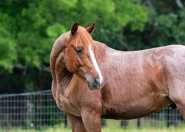 the-smart-look-quarter-horse