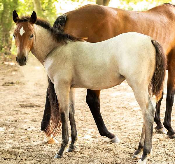 ginger-pepto-horse