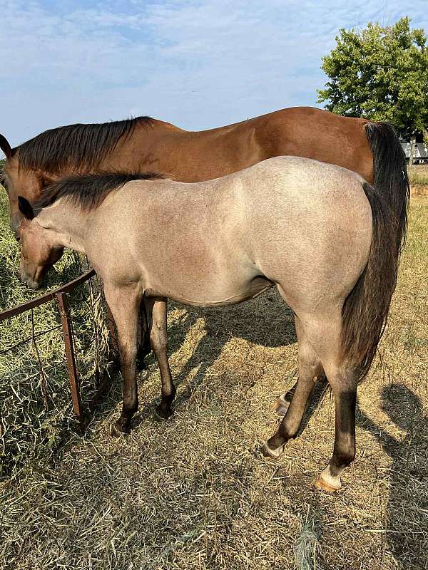 peptoboonsmal-horse