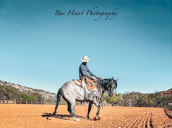 grulla-rodeo-horse