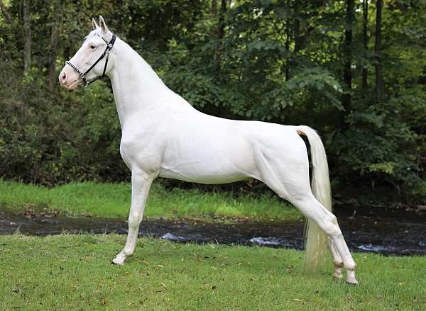 15-hand-tennessee-walking-horse