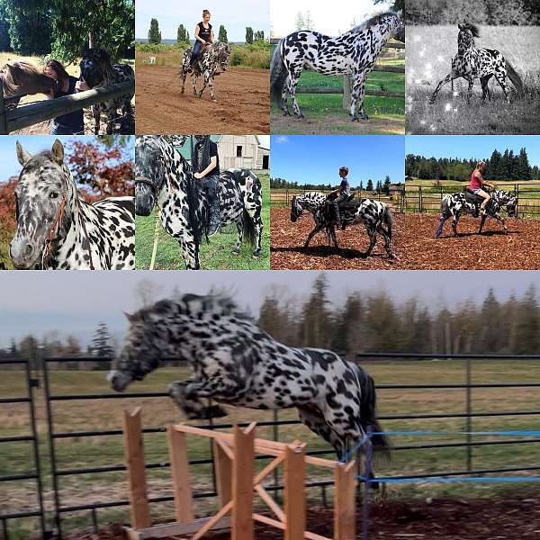 poa-horse