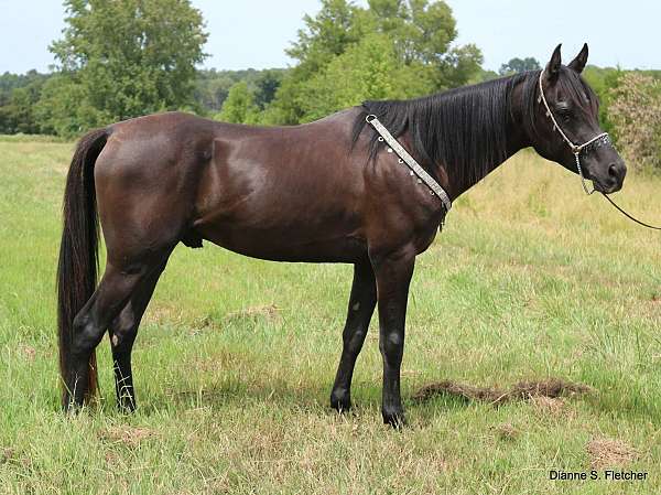 arabianstallion-arabian-horse