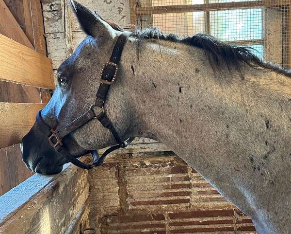 blue-roan-all-around-color-producer-horse