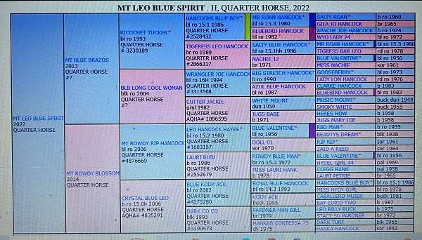 all-around-color-producer-stallion