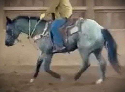 all-around-color-producer-horse