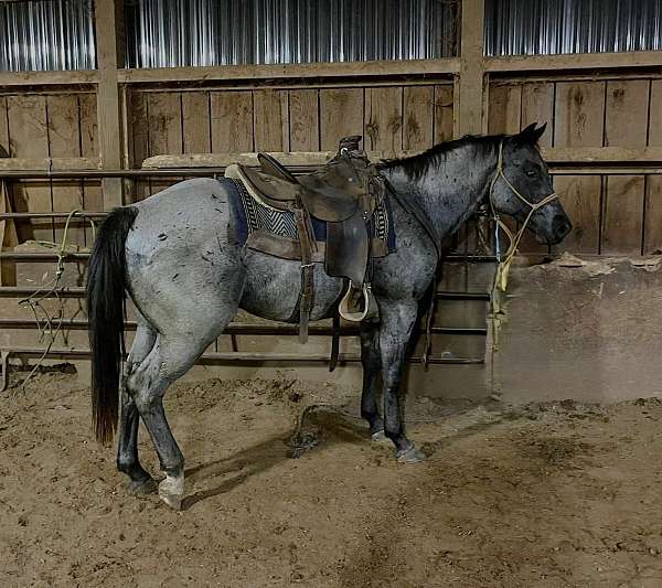 homozygous-black-horse
