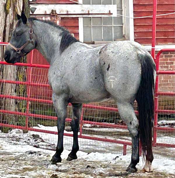 all-around-color-producer-quarter-horse
