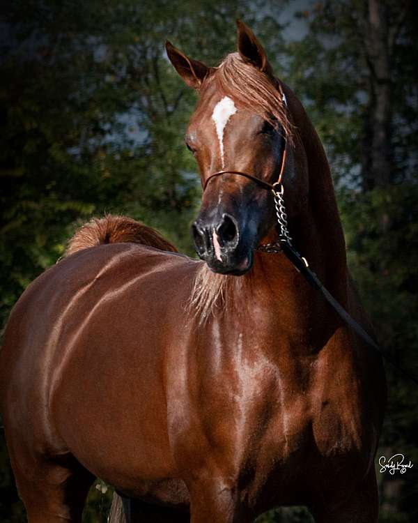 left-hind-cannon-horse