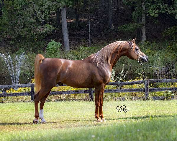 chestnut-left-hind-cannon-horse