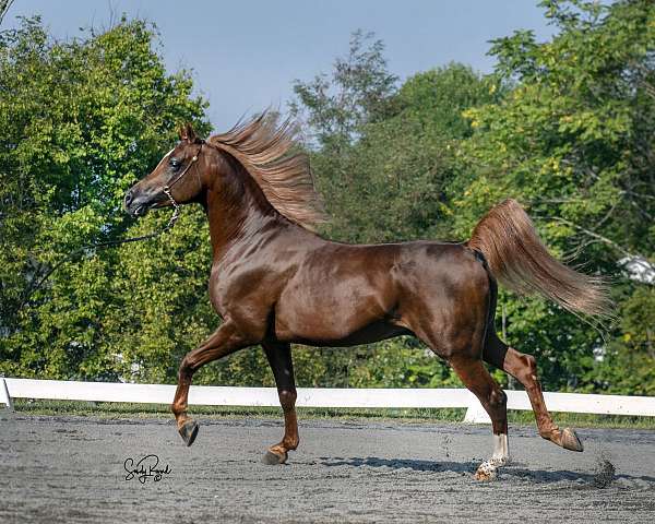 mojave-arabian-horse