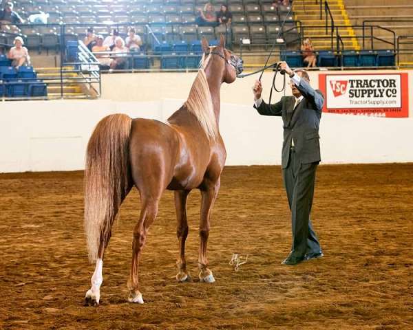 cedar-ridge-farm-arabian-horse