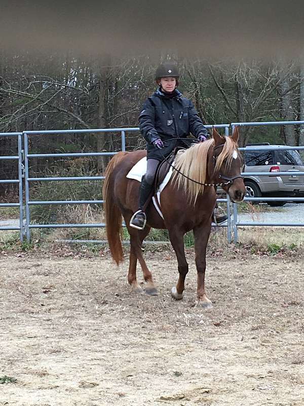 lease-arabian-horse
