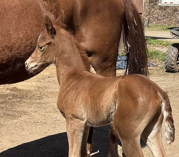 longe-line-arabian-horse