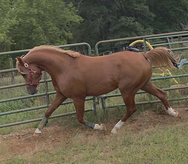 4-white-socks-star-horse