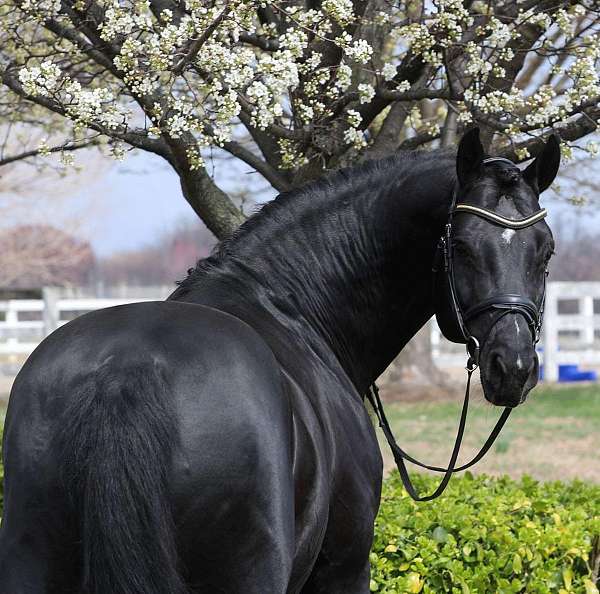 oldenburg-horse-for-sale