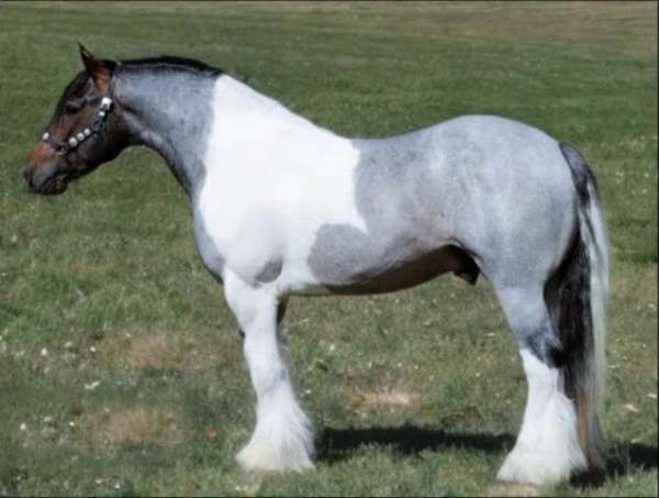 tobiano-pony