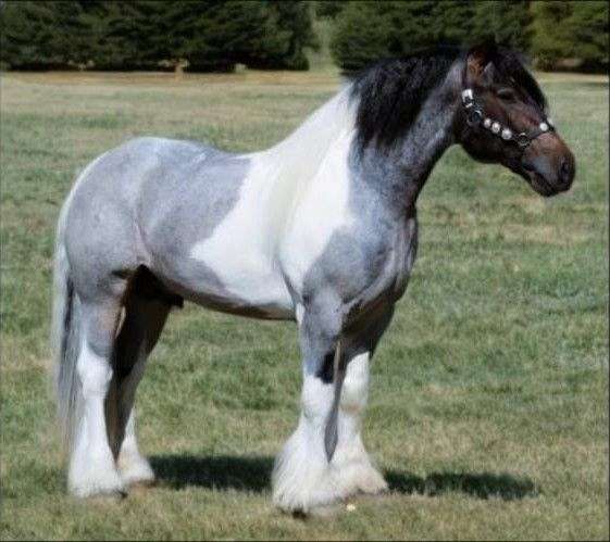 bay-roan-tobiano-pony