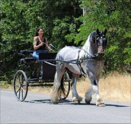 all-around-gypsy-vanner-pony