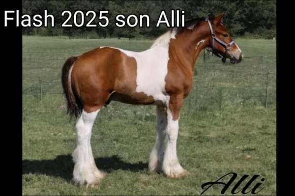 athletic-gypsy-vanner-pony